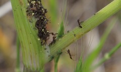 Hyadaphis passerinii