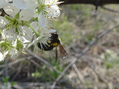 Andrena carlini