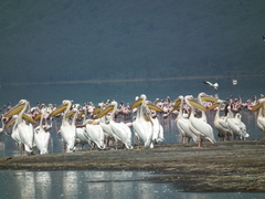 Pelecanus onocrotalus