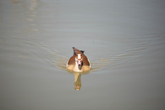 Alopochen aegyptiaca