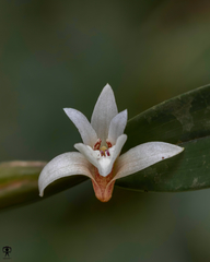 Dendrobium nodosum