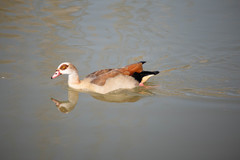 Alopochen aegyptiaca