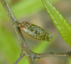 Amphibolips ellipsoidalis