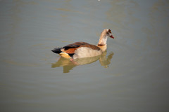 Alopochen aegyptiaca