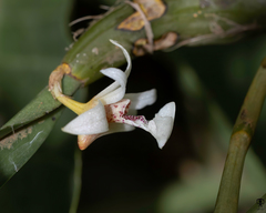 Dendrobium nodosum