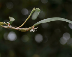 Dendrobium nodosum