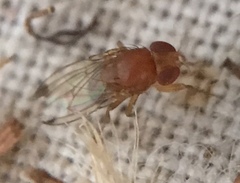 Drosophila suzukii