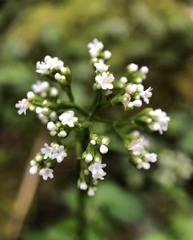 Valeriana flaccidissima