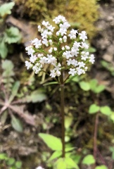 Valeriana flaccidissima