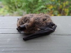 Myotis leibii