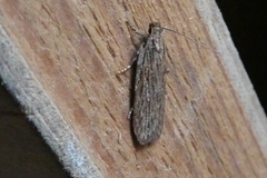 Depressaria daucella