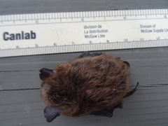 Myotis leibii