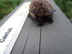 Myotis leibii