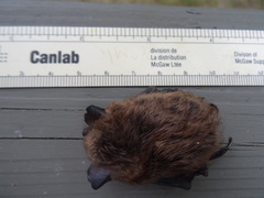 Myotis leibii