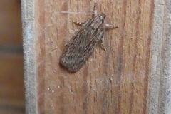 Depressaria daucella