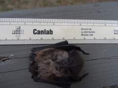 Myotis leibii