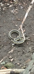 Thamnophis sirtalis sirtalis