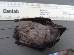 Myotis leibii