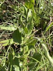 Senecio triodontiphyllus
