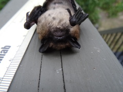 Myotis leibii