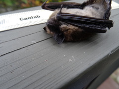 Myotis leibii