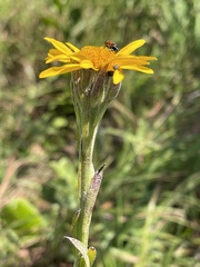 Senecio triodontiphyllus