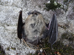 Myotis leibii