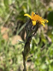 Senecio triodontiphyllus