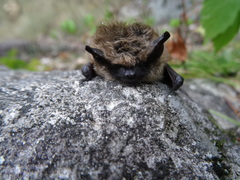 Myotis leibii