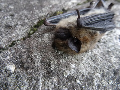 Myotis leibii