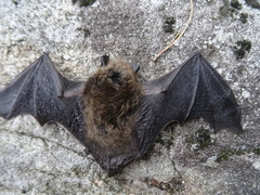 Myotis leibii