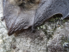 Myotis leibii