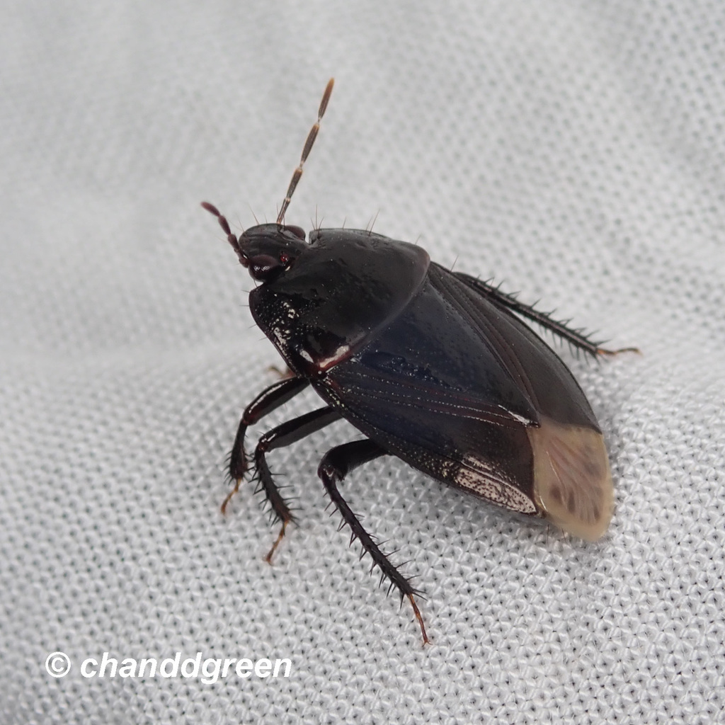Macroscytus subaeneus