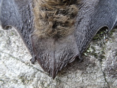 Myotis leibii