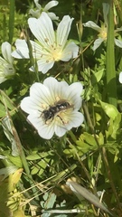 Andrena pulverea