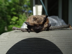 Myotis leibii