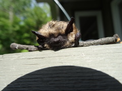 Myotis leibii