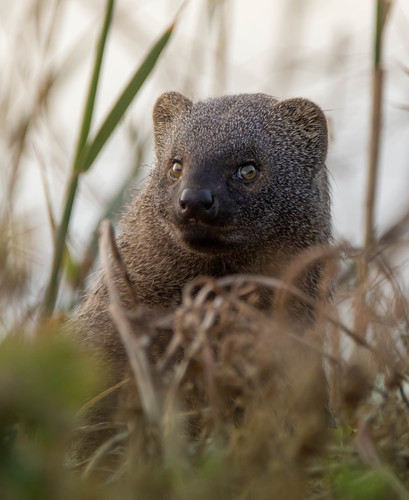 Egyptian Mongoose, photo 2 of 9