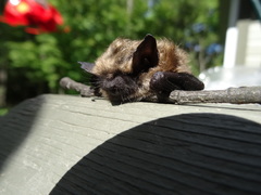 Myotis leibii