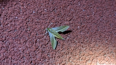 Theretra oldenlandiae