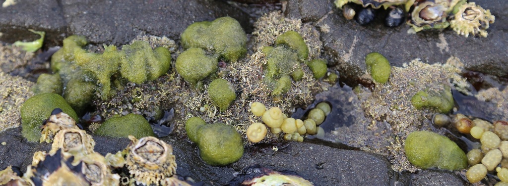 Cladophora albida (Cladophora albida)