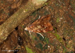 Glaphyriinae