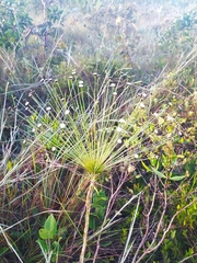 Paepalanthus chiquitensis