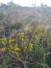 Paepalanthus chiquitensis