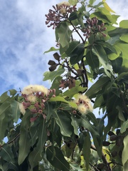 Corymbia ptychocarpa ptychocarpa