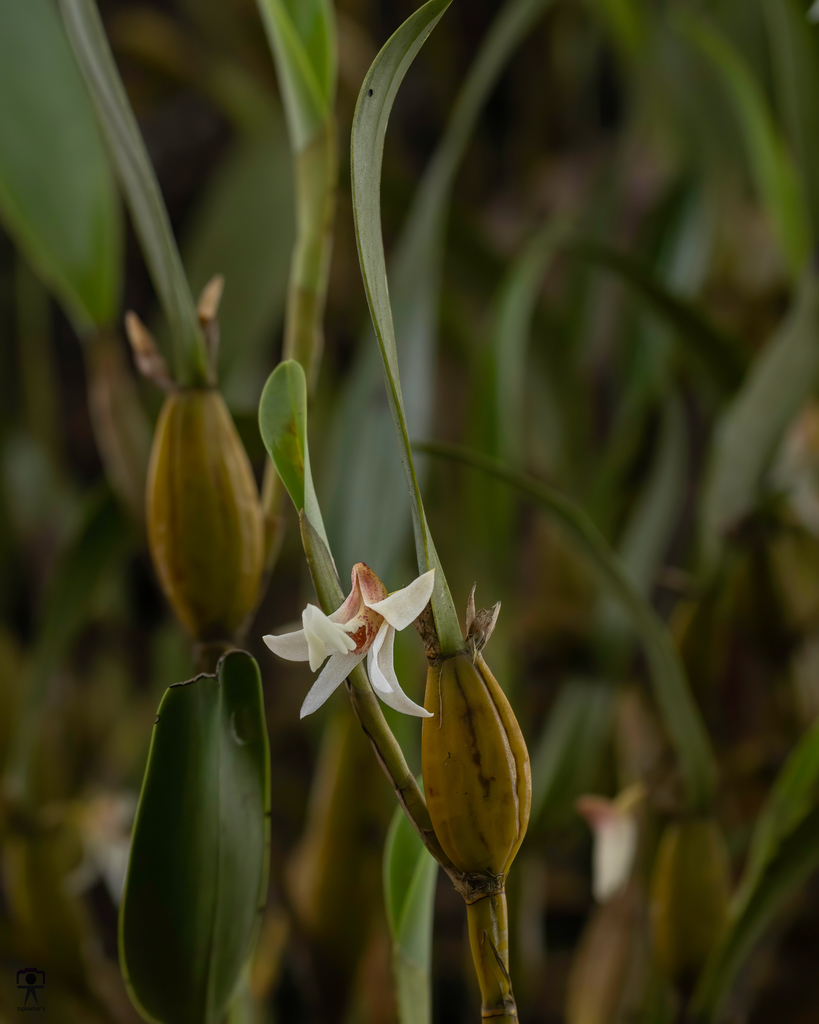 Dendrobium nodosum Dalzell 2