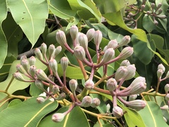 Corymbia ptychocarpa ptychocarpa