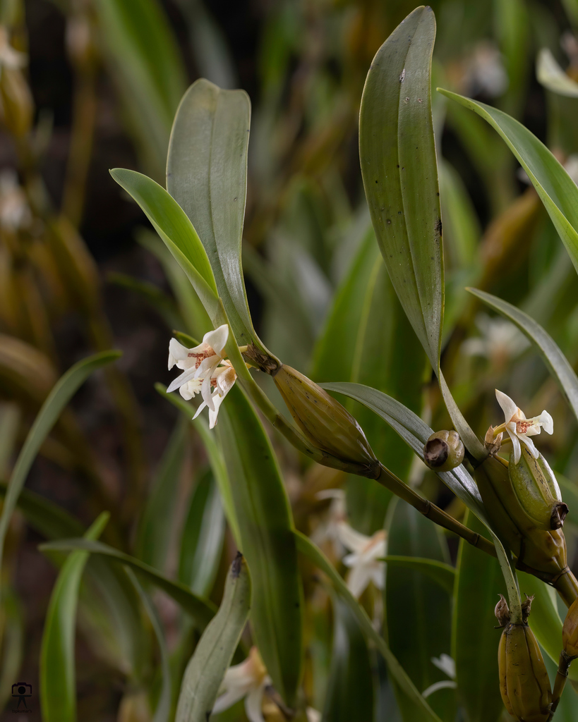 Dendrobium nodosum Dalzell 3