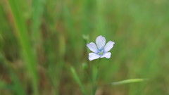 Linum bienne