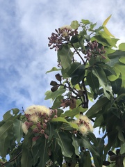 Corymbia ptychocarpa ptychocarpa